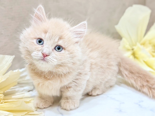 大阪府のミヌエット (ペッツファースト難波店/2025年8月31日生まれ/男の子/クリームタビー)の子猫の1枚目の画像