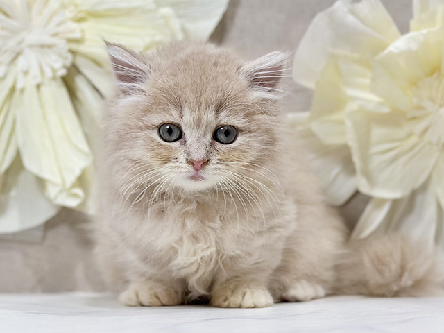 東京都のミヌエット (ペッツファースト原宿店/2025年8月31日生まれ/男の子/クリームタビー)の子猫の1枚目の画像