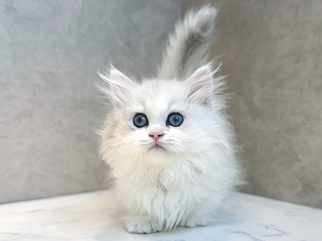 ミヌエット, 性別 男の子, 誕生日 2025/08/30, 毛色 ブルーシェーデットシルバーホワイト, 出身 愛知県, 店舗 心斎橋本店(大阪府), お問い合わせ番号 2553297