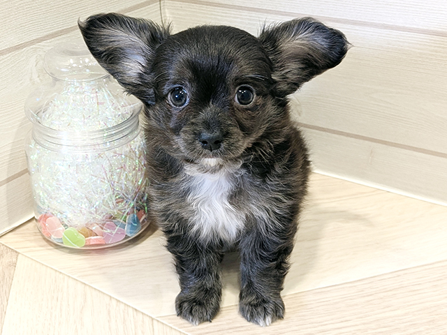 神奈川県のチワックス(チワワ×ダックス) (ペッツファースト川崎店/2025年9月1日生まれ/女の子/ブルーホワイト)の子犬の1枚目の画像