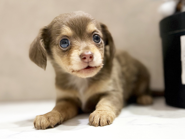 大阪府のチワックス(チワワ×ダックス) (ペッツファースト茶屋町店/2025年8月31日生まれ/女の子/イザベラクリーム)の子犬の1枚目の画像