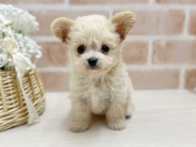 大阪府のチワプー/プーチー(チワワ×プードル) (ペッツファースト茨木店/2025年9月1日生まれ/男の子/アプリコット)の子犬の1枚目の画像