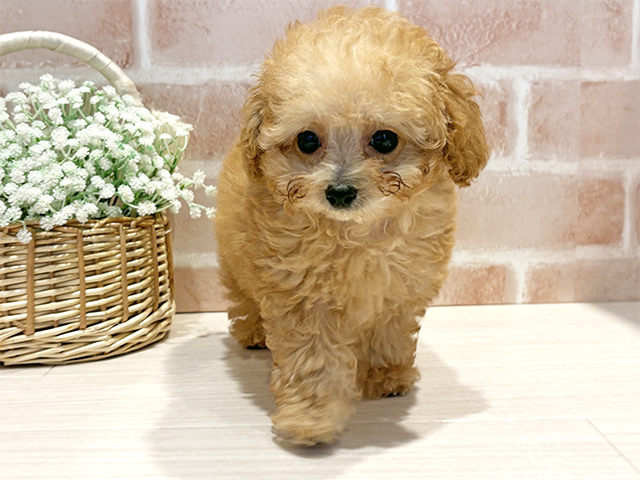 神奈川県のトイプードル(ティーカップ) (ペッツファースト横浜元町店/2025年9月1日生まれ/男の子/アプリコット)の子犬の1枚目の画像