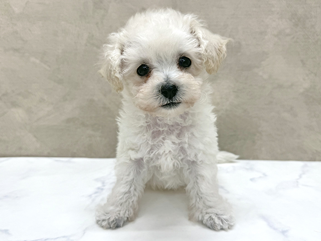 東京都のビションフリーゼ (ペッツファースト八王子多摩美大前店/2025年9月1日生まれ/女の子/ホワイト)の子犬の1枚目の画像