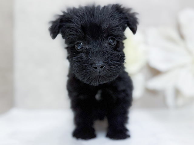 東京都のミニチュアシュナウザー (ペッツファースト恵比寿店/2025年8月24日生まれ/男の子/ブラック)の子犬の1枚目の画像