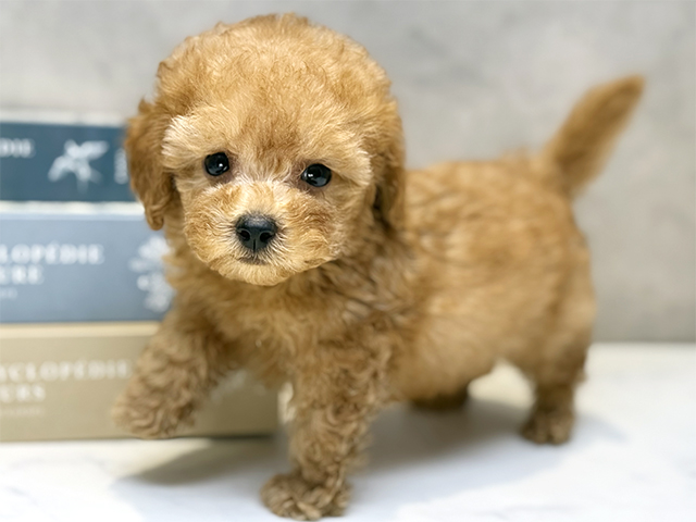 埼玉県のトイプードル(ティーカップ) (ペッツファースト川口店/2025年8月25日生まれ/男の子/レッド)の子犬の1枚目の画像