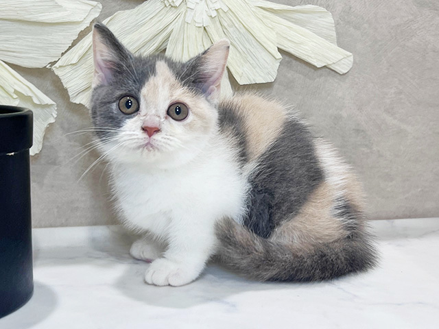 兵庫県のマンチカン (ペッツファースト神戸三宮センター街店/2025年9月2日生まれ/女の子/ダイリュートキャリコ)の子猫の1枚目の画像
