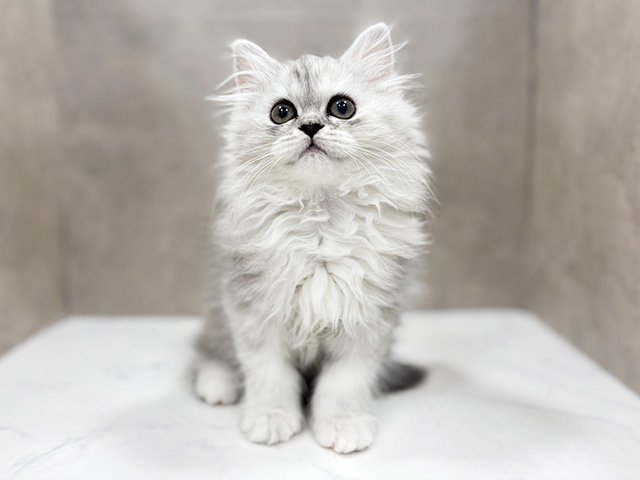 東京都のペルシャ (ペッツファースト池袋店/2025年9月2日生まれ/女の子/シルバーパッチドタビー)の子猫の1枚目の画像