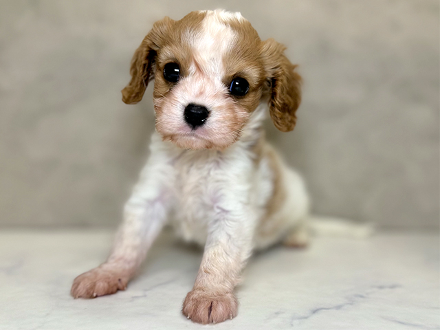 東京都のキャバリアキングチャールズスパニエル (ペッツファースト豊洲店/2025年9月1日生まれ/男の子/ブレンハイム)の子犬の1枚目の画像