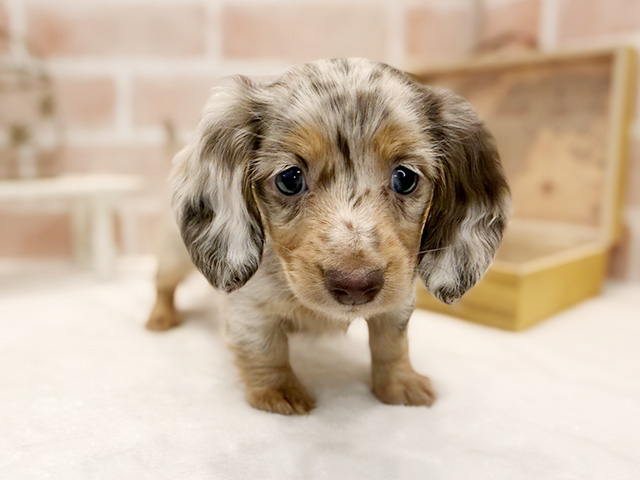 カニヘンダックスフンド