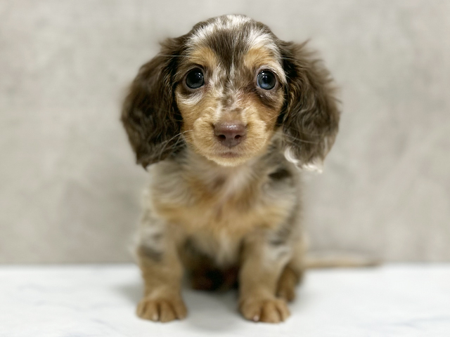 カニヘンダックスフンド