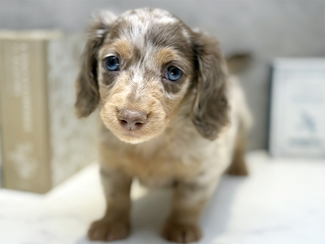 埼玉県のカニンヘンダックスフンド(ロング) (ペッツファースト川口店/2025年9月2日生まれ/男の子/イザベラダップル)の子犬の1枚目の画像