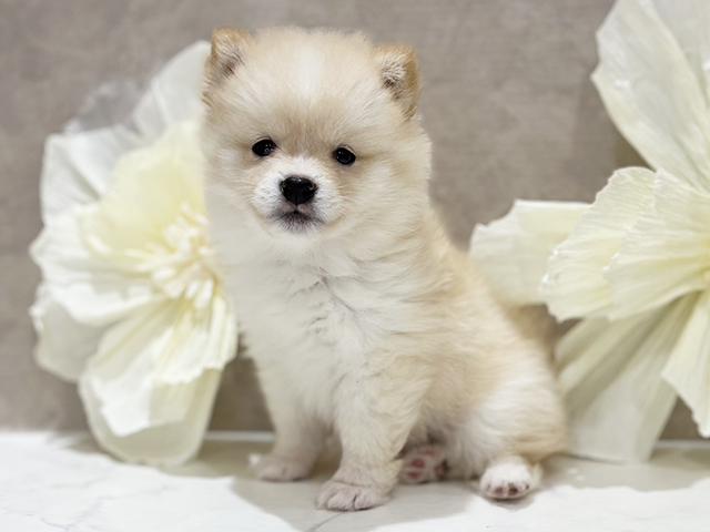東京都のポメ柴/豆ポメ/ポメ豆柴(ポメラニアン×柴犬) (ペッツファースト新宿店/2025年8月31日生まれ/女の子/白)の子犬の1枚目の画像