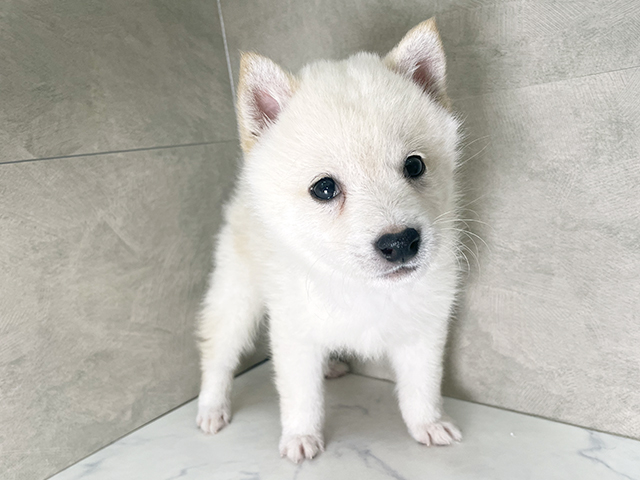 埼玉県の豆柴 (ペッツファースト川越店/2025年9月2日生まれ/男の子/白)の子犬の1枚目の画像