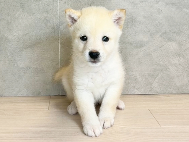 神奈川県の豆柴 (ペッツファースト茅ヶ崎店/2025年9月2日生まれ/女の子/白)の子犬