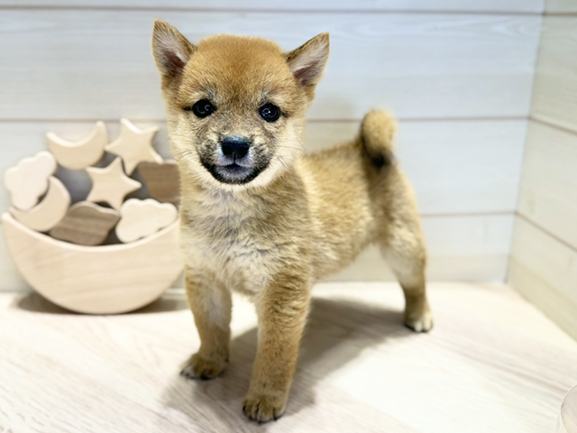 群馬県の豆柴 (ペッツファースト高崎店/2025年9月2日生まれ/女の子/赤)の子犬の1枚目の画像