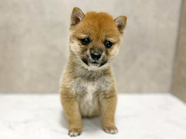 東京都の豆柴 (ペッツファースト池袋店/2025年9月2日生まれ/女の子/赤)の子犬の1枚目の画像