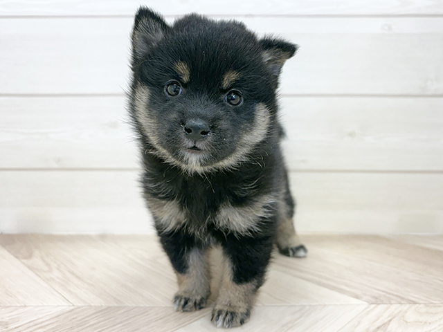 千葉県の豆柴 (ペッツファースト市川コルトンプラザ店/2025年9月2日生まれ/男の子/黒)の子犬