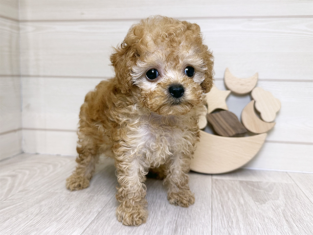 トイプードル