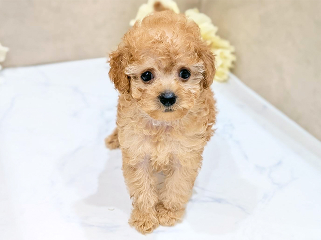 大阪府のトイプードル(ティーカップ) (ペッツファースト難波店/2025年9月2日生まれ/男の子/アプリコット)の子犬の1枚目の画像