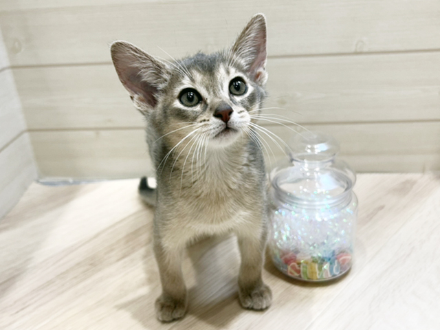 アビシニアン, 性別 男の子, 誕生日 2025/09/02, 毛色 ブルー, 出身 大阪府, 店舗 ららぽーと門真店(大阪府), お問い合わせ番号 2553317