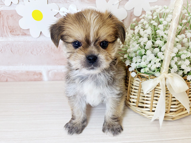 鹿児島県のハーフ犬・ミックス犬 (ペッツファースト鹿児島店/2025年9月1日生まれ/男の子/レッドホワイト)の子犬