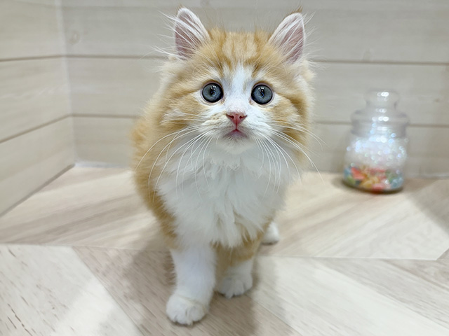 大阪府のラガマフィン (ペッツファーストららぽーと門真店/2025年9月1日生まれ/男の子/レッドタビーホワイト)の子猫の1枚目の画像