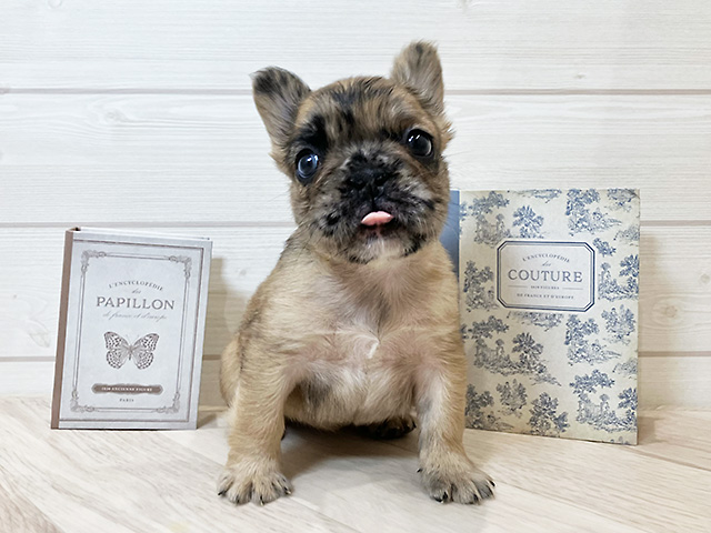 フレンチブルドッグ, 性別 女の子, 誕生日 2025/08/28, 毛色 フォーンマール, 出身 奈良県, 店舗 岡崎店(愛知県), お問い合わせ番号 2553324