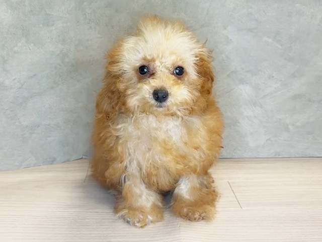 神奈川県のトイプードル(ティーカップ) (ペッツファースト茅ヶ崎店/2025年9月2日生まれ/女の子/レッド)の子犬の1枚目の画像