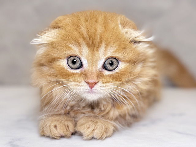 埼玉県のスコティッシュフォールド (ペッツファーストPETEMOレイクタウンmori店/2025年9月2日生まれ/女の子/レッドタビー)の子猫の1枚目の画像