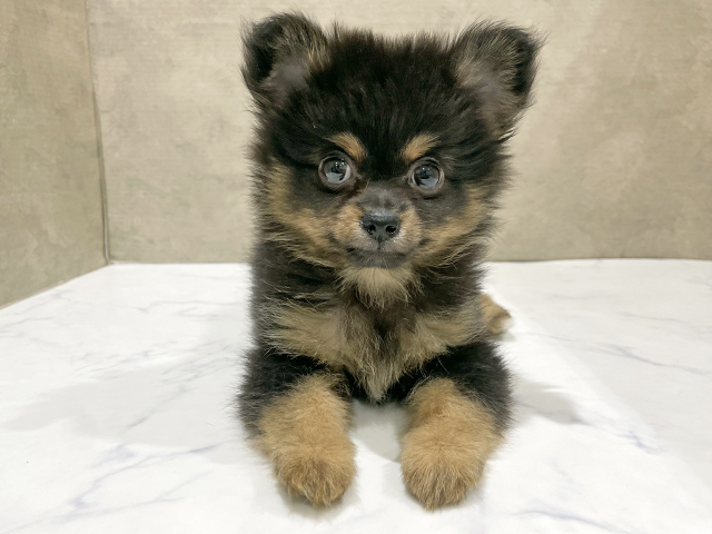 東京都のポメチワ/チワポメ/ポメチー(ポメラニアン×チワワ) (ペッツファースト中野店/2025年9月2日生まれ/女の子/ブラックタンホワイト)の子犬の1枚目の画像