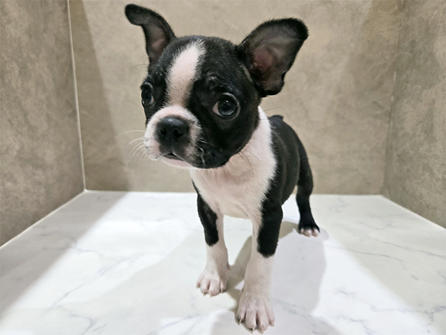 秋田県のボストンテリア (ペッツファースト秋田店/2025年9月2日生まれ/女の子/ボストンカラー)の子犬