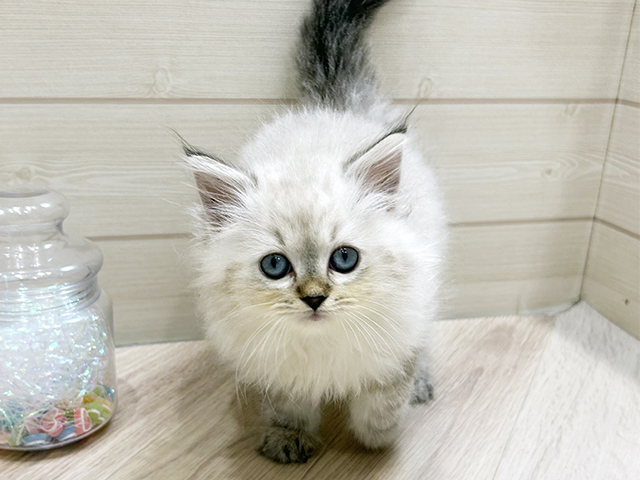 ネヴァマスカレード