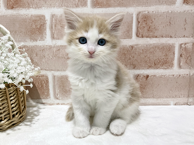 神奈川県のメインクーン (ペッツファーストfor cats横浜元町店/2025年8月26日生まれ/女の子/クリームタビーホワイト)の子猫の1枚目の画像