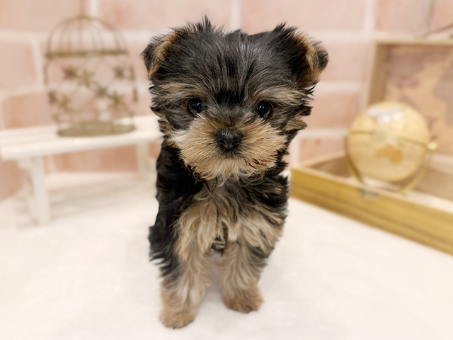 東京都のヨークシャーテリア (ペッツファースト広尾店/2025年8月29日生まれ/女の子/スチールブルータン)の子犬の1枚目の画像