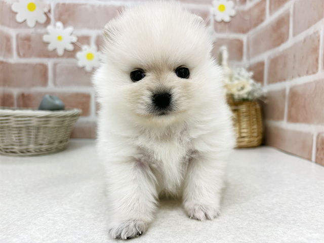 東京都のポメラニアン (ペッツファーストお台場店/2025年9月3日生まれ/男の子/クリーム)の子犬の1枚目の画像