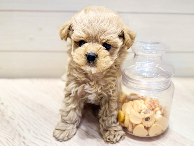 群馬県のビションプー(ビションフリーゼ×プードル) (ペッツファースト高崎店/2025年9月1日生まれ/女の子/アプリコット)の子犬の1枚目の画像