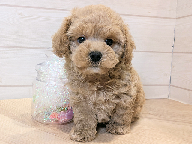 神奈川県のビションプー(ビションフリーゼ×プードル) (ペッツファースト川崎店/2025年9月1日生まれ/男の子/アプリコット)の子犬