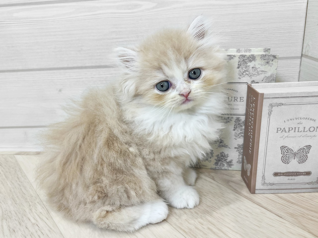 京都府のマンチカン (ペッツファースト京都四条河原町店/2025年9月3日生まれ/男の子/クリームタビーホワイト)の子猫の1枚目の画像