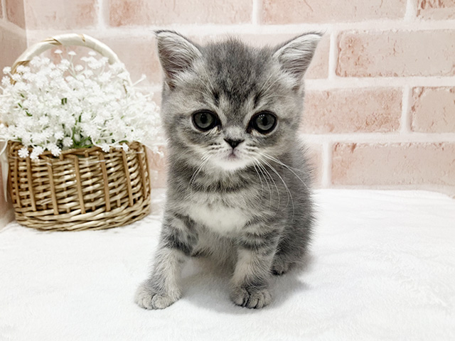 神奈川県のブリティッシュショートヘアー (ペッツファーストfor cats横浜元町店/2025年9月1日生まれ/女の子/ブルータビー)の子猫の1枚目の画像