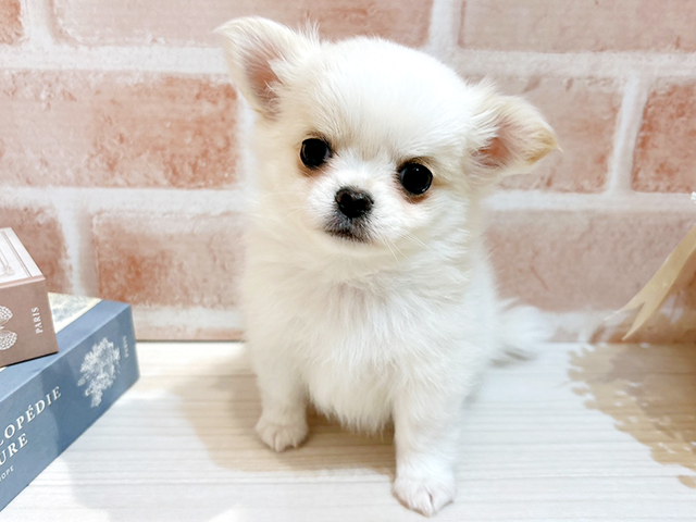 東京都のチワワ(ロング) (ペッツファースト自由が丘店/2025年9月3日生まれ/男の子/クリーム)の子犬の1枚目の画像