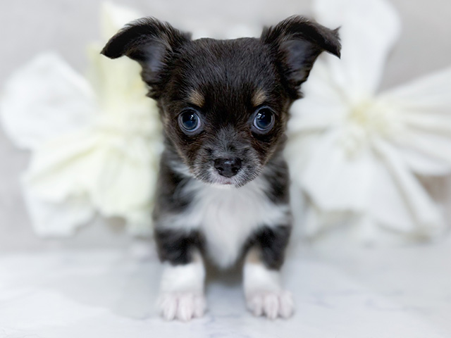 東京都のチワワ(ロング) (ペッツファースト恵比寿店/2025年9月1日生まれ/男の子/イザベラタンホワイト)の子犬の1枚目の画像