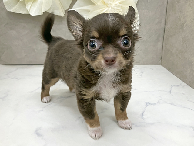 神奈川県のチワワ(ロング) (ペッツファースト久里浜店/2025年8月28日生まれ/女の子/チョコレートタンホワイト)の子犬