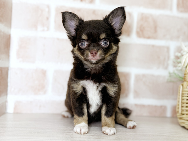 福岡県のチワワ(ロング) (ペッツファースト直方店/2025年8月28日生まれ/女の子/チョコレートタンホワイト)の子犬の1枚目の画像