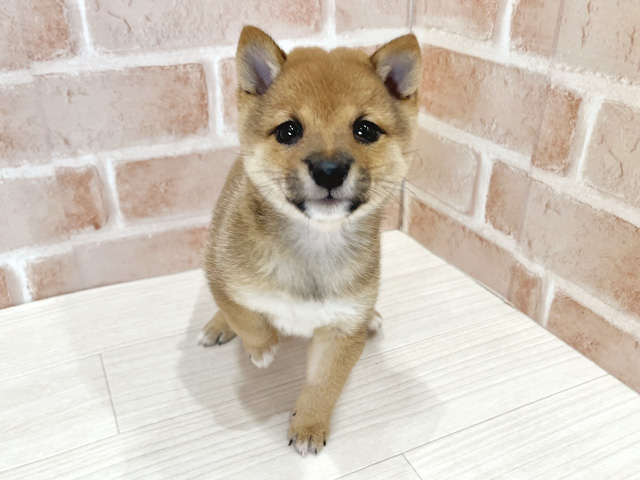 東京都の豆柴 (ペッツファースト荻窪店/2025年9月3日生まれ/女の子/赤)の子犬