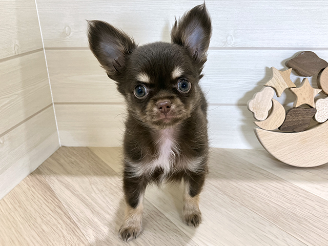 鳥取県のチワワ(ロング) (ペッツファースト日吉津店/2025年9月3日生まれ/男の子/チョコレートタン)の子犬の1枚目の画像