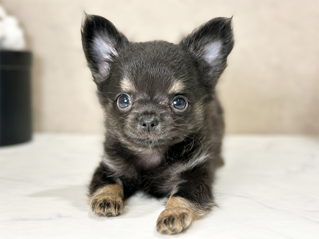 東京都のチワワ(ロング) (ペッツファースト武蔵小山店/2025年9月3日生まれ/男の子/ブラックタン)の子犬の1枚目の画像
