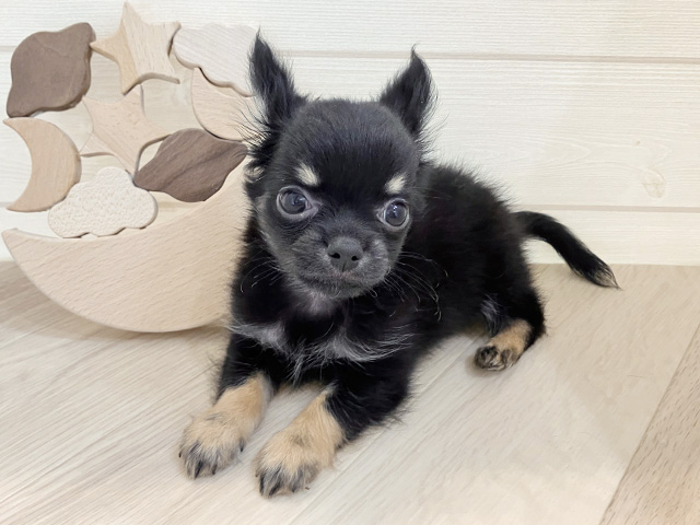鳥取県のチワワ(ロング) (ペッツファースト日吉津店/2025年9月2日生まれ/男の子/ブラックタン)の子犬