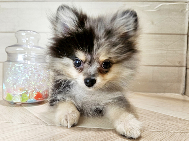 埼玉県のポメラニアン (ペッツファーストレイクタウン店/2025年9月1日生まれ/女の子/ブルーマール)の子犬