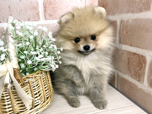 広島県のポメラニアン (ペッツファースト広島本通店/2025年8月31日生まれ/女の子/クリームセーブル)の子犬の1枚目の画像